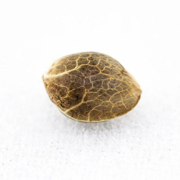 Acid DC CBD 500р