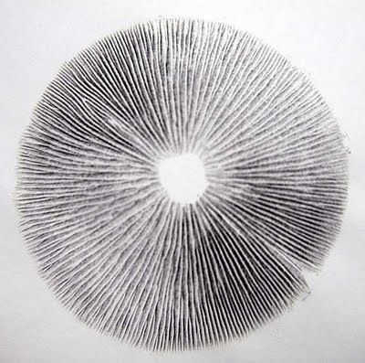 Cubensis Golden Teacher 1800р
